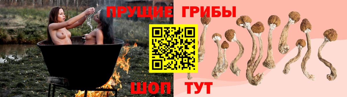 Псилоцибиновые грибы Psilocybe Новозыбков